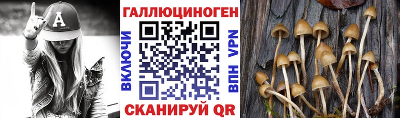 Псилоцибиновые грибы Psilocybe  Тамбов 